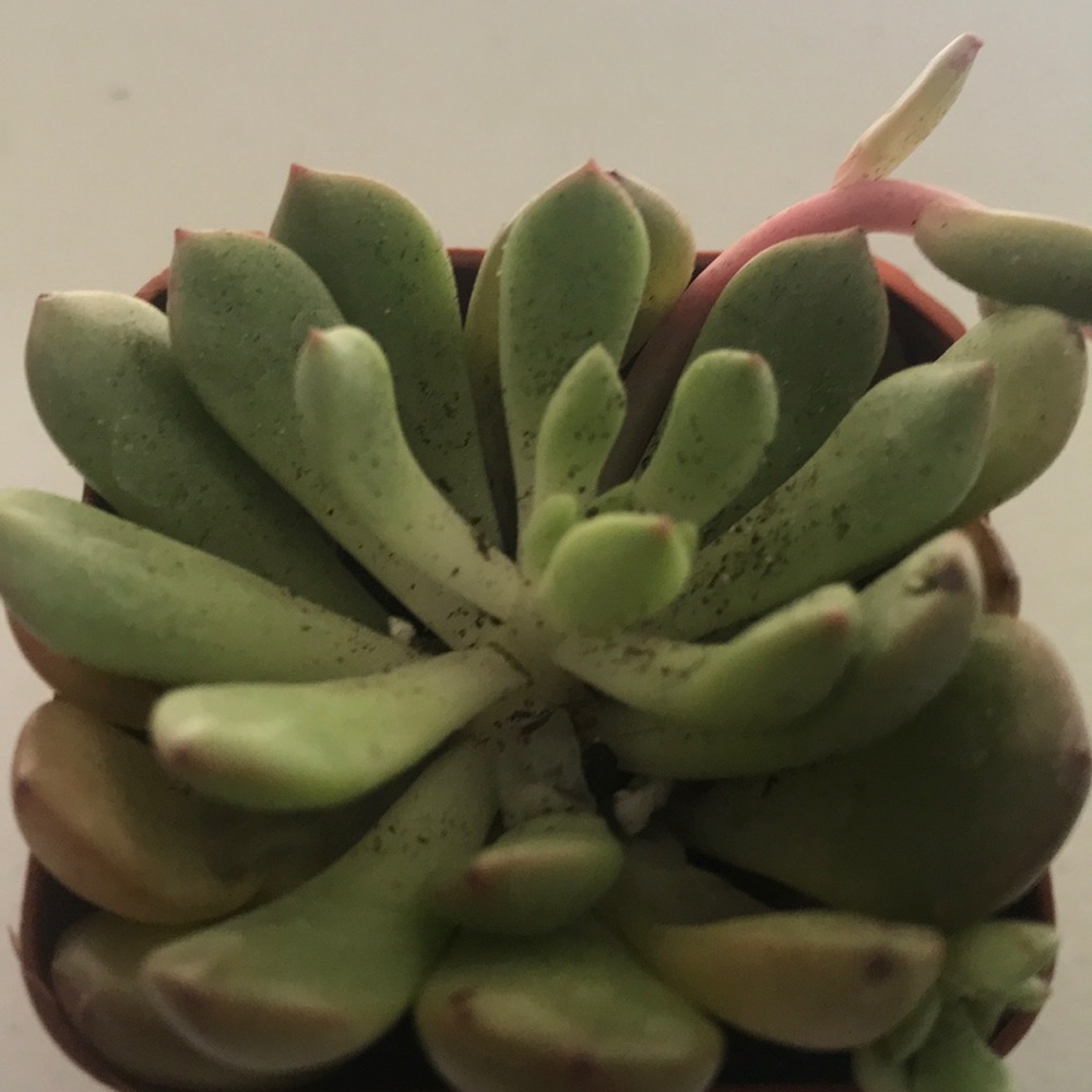 Meet your Posher, Kristy